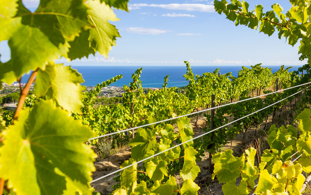 Don Quijote De La Mancha Route Of Cervantes Aldonza